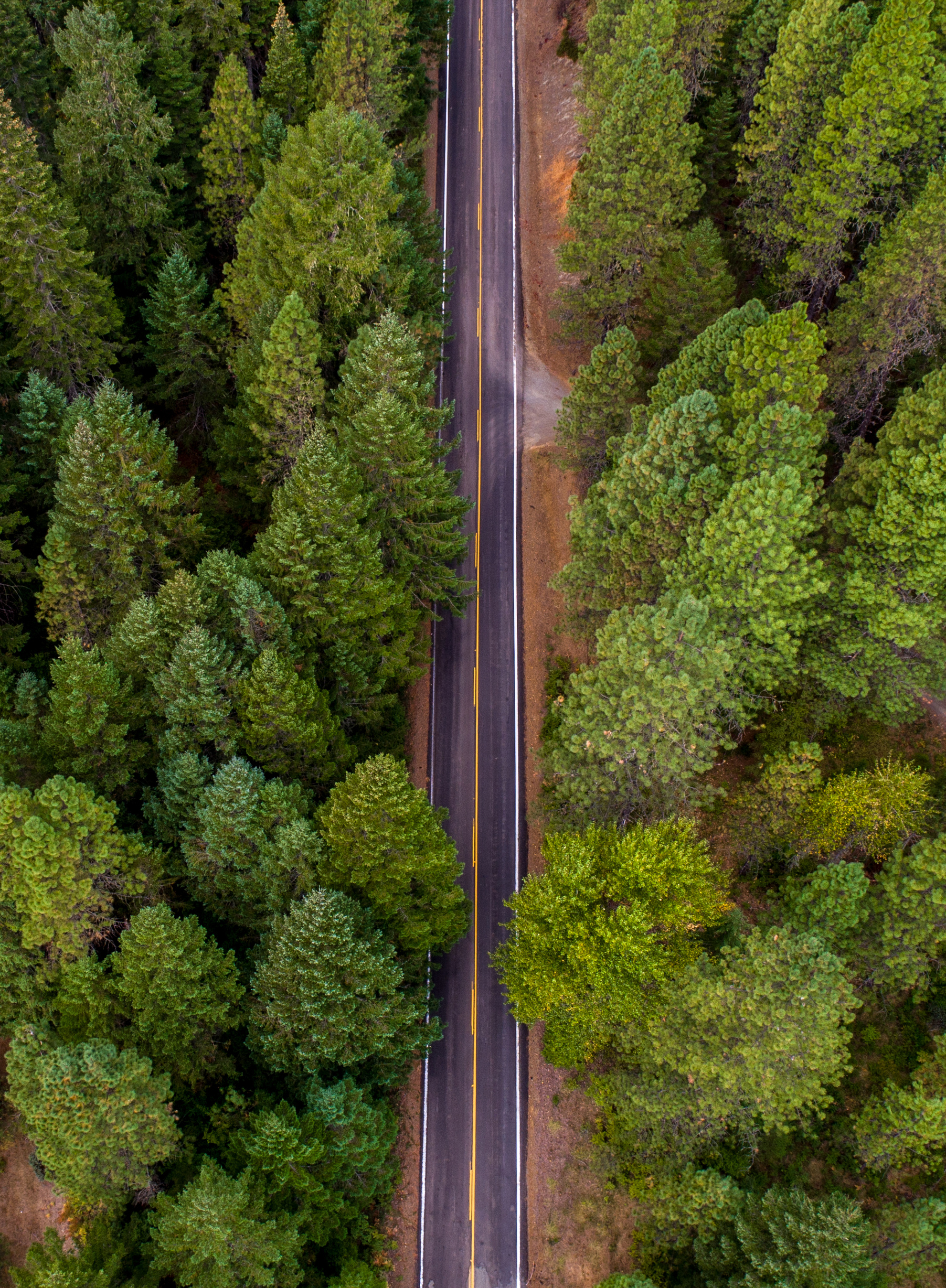 Green Trees Beside Road